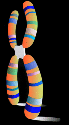 chromosome