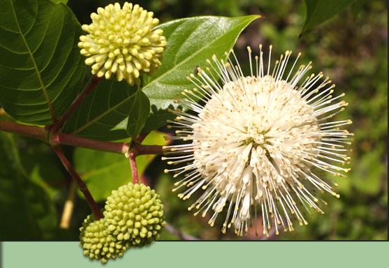 Florida Native Plants