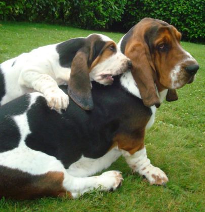 An adult Basset Hound with a puppy