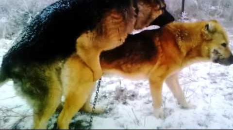 German Shepherds mating