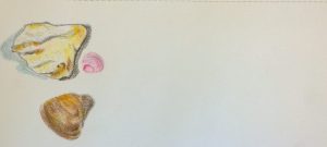 Sea Stuff with surround, photo of drawing by William Eaton, colored pencils, February 2017