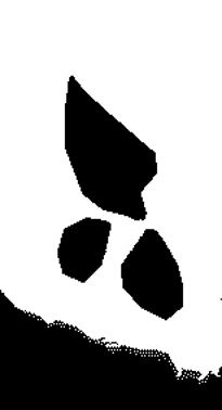 Still life, leaf and petals, from drawing by William Eaton, 2017