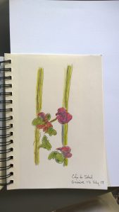 Red flowers at Café du Soleil, Genève, July 2017, colored pencils, drawing by William Eaton
