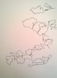 Leaves outline, pen drawing by William Eaton, Genève, summer 2017 2 HR