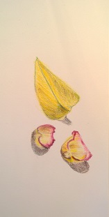 Still life with yellow leaf, rose petals, colored pencils, March 2017, by William Eaton