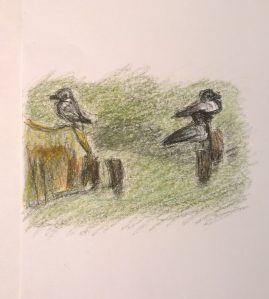 Two birds, phoographed with background, drawing by William Eaton, HR