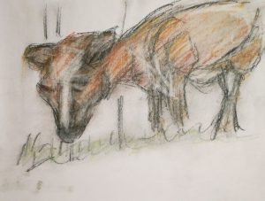 Calf, Shaker Village, oil pastel drawing by William Eaton, Oct 2018 - 1