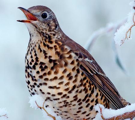 Mistle Thrush (Turdus viscivorus, Storm Cock) in snow covered hedgerow