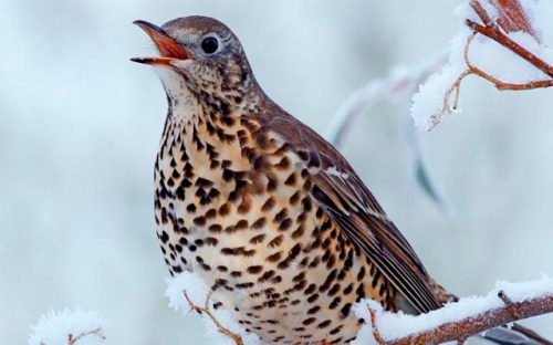 Mistle Thrush (Turdus viscivorus, Storm-Cock) in snow covered hedgerow