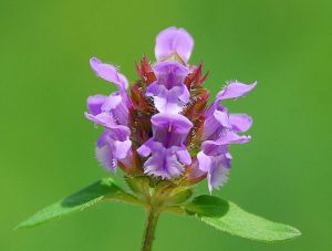 La Brunelle commune (Prunella vulgaris) - hautesavoiephotos