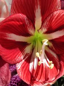 Zurich flowers 2 - photo by William Eaton, oct 2022