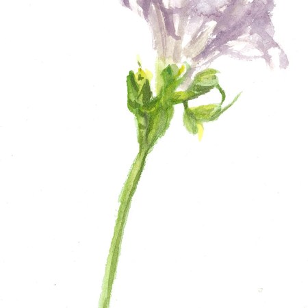 Freseia 3 (2) - William Eaton, 2022