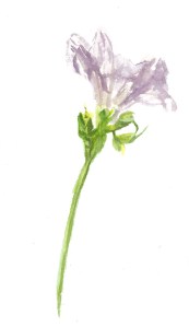 Freseia 3 (2) - William Eaton, 2022