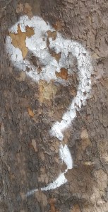 William Eaton photograph of white spray paint on tree bark; banks of the Seine, Paris, June 2104