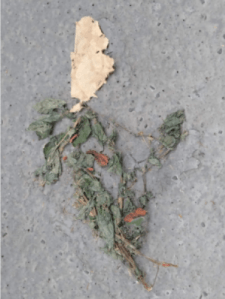 Human face on body of dried leaves - artwork from photo, by William Eaton, 2024