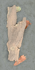 image of man developed from photo of bark and leaves on sidewalk - William Eaton, 2024