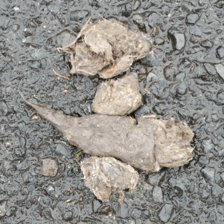 This could be dog shit, dried, photographed, made into art by William Eaton, 2024