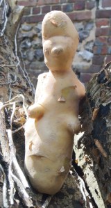 Second photo by William Eaton (2024) of Madame Potato (Mme Pomme de terre) posing in nature et au naturel