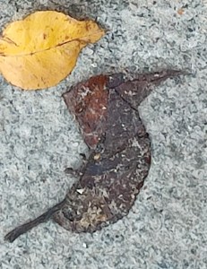 Photo by William Eaton, 2024, of leaves on Paris sidewalk, bird-like form