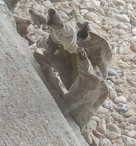 Photograph of curled up leaves, William Eaton, Paris, déc 2024