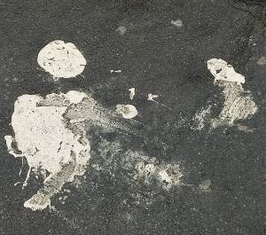 Photo by William Eaton, 2025, of two beings found on a Paris sidewalk (la rue Claude Bernard)