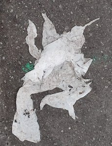 Photo by William Eaton, 2025, paper on a Paris sidewalk, or birds perhaps