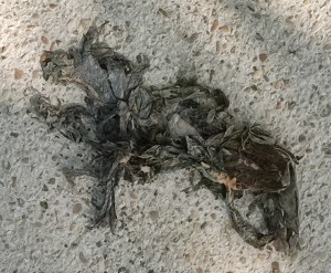 Photo by William Eaton (2025) of Paris sidewalk refuse, perhaps organic, with a dog-like form