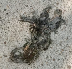 Photo (here inverted) by William Eaton (2025) of Paris sidewalk refuse, perhaps organic, with a dog-like form