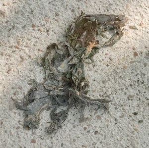 Photo by William Eaton (2025) of Paris sidewalk refuse, perhaps organic, with a dog-like form