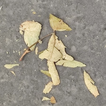 Man (dried leaves) found on a Paris sidewalk - photo by William Eaton, 2025