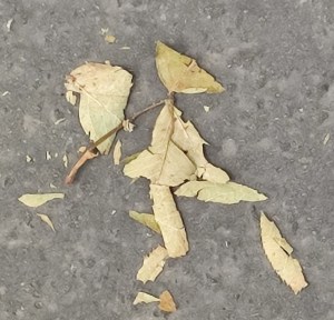 Man (dried leaves) found on a Paris sidewalk - photo by William Eaton, 2025