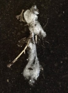 Sidewalk photo, Place Jussieu, Paris - William Eaton, jan 2025